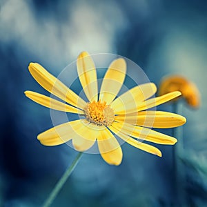 Close up on a Yellow flower photo