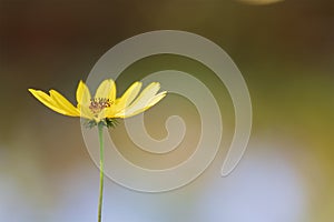 Close Up Arnica wildflower