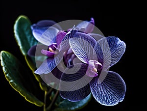 Close-up of an arrangement with purple flowers, which are beautifully lit by black background. There is also small