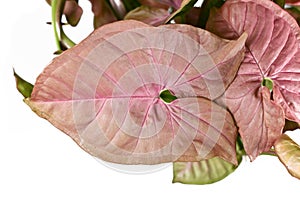 Close up of arrowhead shaped leaf of tropical `Syngonium Podophyllum Neon Robusta` houseplant with pink and green leaves photo