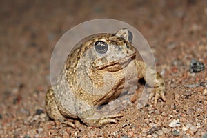 Close Up Arroyo Toad Anaxyrus californicus at night in California