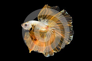 Close up art movement of Betta fish