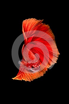 Close up art movement of Betta fish