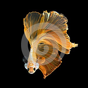 Close up art movement of Betta fish