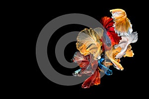 Close up art movement of Betta fish,Siamese fighting fish