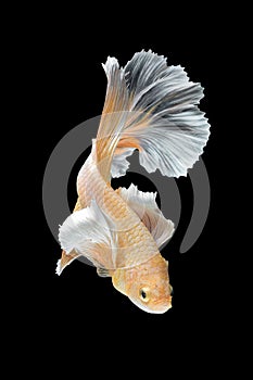 Close up art movement of Betta fish,Siamese fighting fish photo