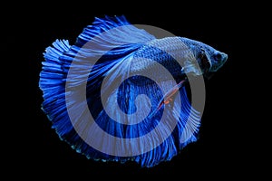 Close up art movement of Blue colour betta fish,Siamese fighting fish isolated on black background.