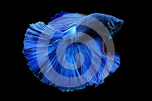 Close up art movement of Blue colour betta fish,Siamese fighting fish isolated on black background.