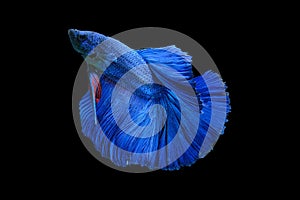 Close up art movement of Blue colour betta fish,Siamese fighting fish isolated on black background.