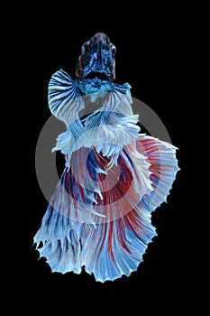 Close up art movement of Multi colour betta fish,Siamese fighting fish isolated on black background.