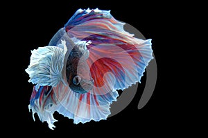 Close up art movement of Multi colour betta fish,Siamese fighting fish isolated on black background.