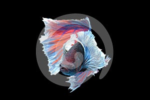Close up art movement of Multi colour betta fish,Siamese fighting fish isolated on black background.