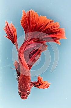 Close up art movement of Red colour betta fish,Siamese fighting fish  on blue background.
