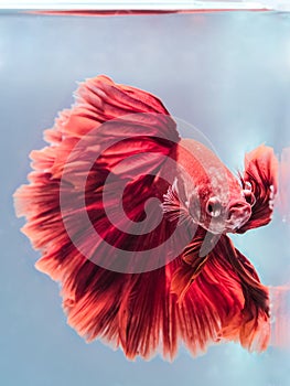 Close up art movement of Red colour betta fish,Siamese fighting fish  on blue background.