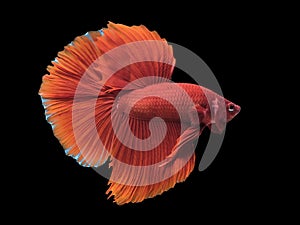 Close up art movement of Red colour betta fish,Siamese fighting fish isolated on black background.