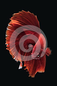 Close up art movement of Red colour betta fish,Siamese fighting fish isolated on black background.