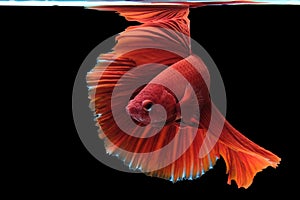 Close up art movement of Red colour betta fish,Siamese fighting fish isolated on black background.