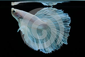 Close up art movement of white colour betta fish,Siamese fighting fish isolated on black background.