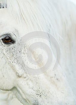 Close up art portrait of beautiful white horse