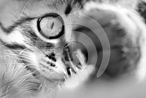 Close-up art portrait of cute, furry cat, black and white, selective focus. Tabby kitten, cinematic style