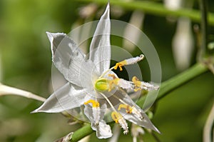 Close-up of a arthropodium cirrhatum or rock lily flower