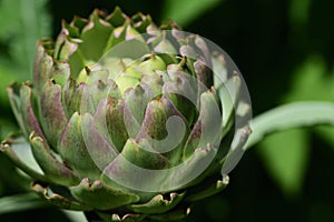Close-up of an artichoke, the bud of which is sitting on a stem, against a green background, in nature