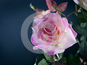 Close up artifici rose flower