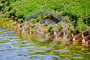 Artificial feeder for Egyptian Goose in water at Saadiyat Island photo