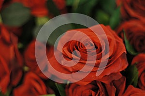 Close up of artificial red rose made by fabric SELECTIVE FOCUS