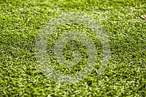 Close-up of artificial turf of soccer pitch. Soccer football field detail