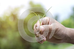Close up of Asain man with protective gloves holding grass plant sprout with roots