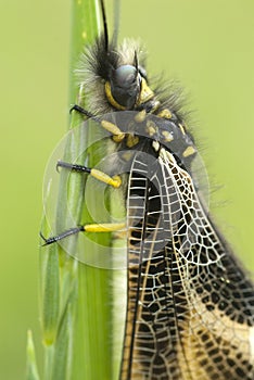 Close-up of Ascalaphus libelluloides, Owlfly