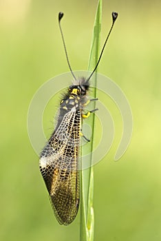 Close-up of Ascalaphus libelluloides, Owlfly