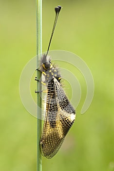 Close-up of Ascalaphus libelluloides, Owlfly