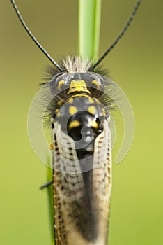 Close-up of Ascalaphus libelluloides, Owlfly