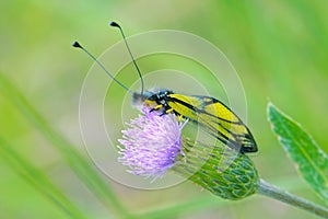 Ascalaphus sibiricus