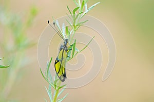 Ascalaphus sibiricus