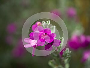 Close up Ash Plant, Barometer Brush, Purple Sage, Texas Ranger flower