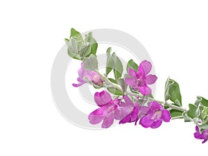 Close up Ash Plant, Barometer Brush, Purple Sage, Texas Ranger flower with leaves