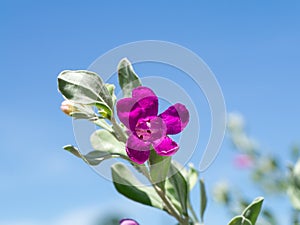 Close up Ash Plant, Barometer Brush, Purple Sage, Texas Ranger flower with leaves