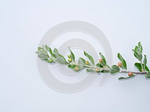 Close up Ash Plant, Barometer Brush, Purple Sage, Texas Ranger flower with leaves