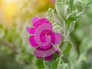 Close up Ash Plant, Barometer Brush, Purple Sage, Texas Ranger flower with leaves