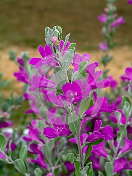 Close up Ash Plant, Barometer Brush, Purple Sage, Texas Ranger flower with leaves