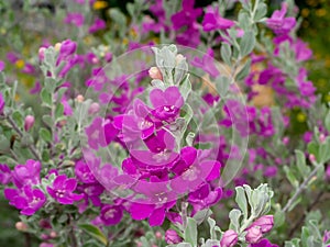 Close up Ash Plant, Barometer Brush, Purple Sage, Texas Ranger flower with leaves