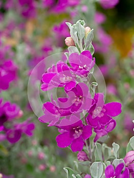 Close up Ash Plant, Barometer Brush, Purple Sage, Texas Ranger flower with leaves