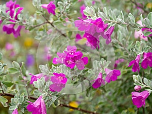 Close up Ash Plant, Barometer Brush, Purple Sage, Texas Ranger flower with leaves