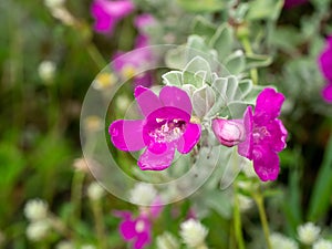 Close up Ash Plant, Barometer Brush, Purple Sage, Texas Ranger flower with leaves