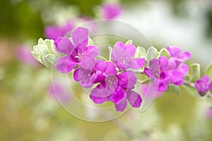 Ash Plant, Barometer Brush, Purple Sage, Texas Ranger