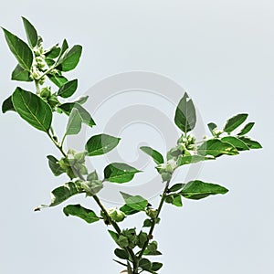 Close up Ashwagandha or withania somnifera plant isolated on white background in sun light.