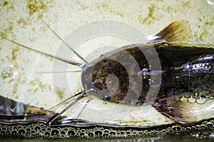 A Close up of Asian Air Breathing freshwater catfish in waterless pond.